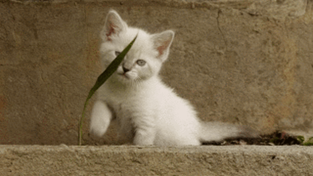 Kitten gif